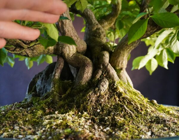 Euonymus alatus | 48 cm | Japan | Triple-Trunk Root-Over-Rock Composition with Fiery Autumn Drama - Afbeelding 9