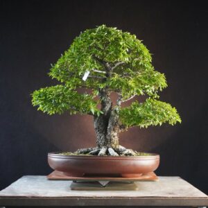 Ulmus parvifolia | 45 cm | Japan |  Twin-Trunk Harmony with Refined Ramification and Mature Bark