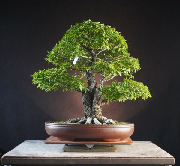 Ulmus parvifolia | 45 cm | Japan |  Twin-Trunk Harmony with Refined Ramification and Mature Bark