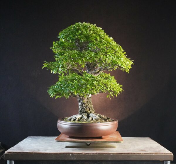 Ulmus parvifolia | 45 cm | Japan |  Twin-Trunk Harmony with Refined Ramification and Mature Bark - Afbeelding 2