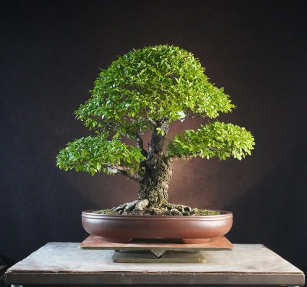 Ulmus parvifolia | 45 cm | Japan |  Twin-Trunk Harmony with Refined Ramification and Mature Bark - Afbeelding 3