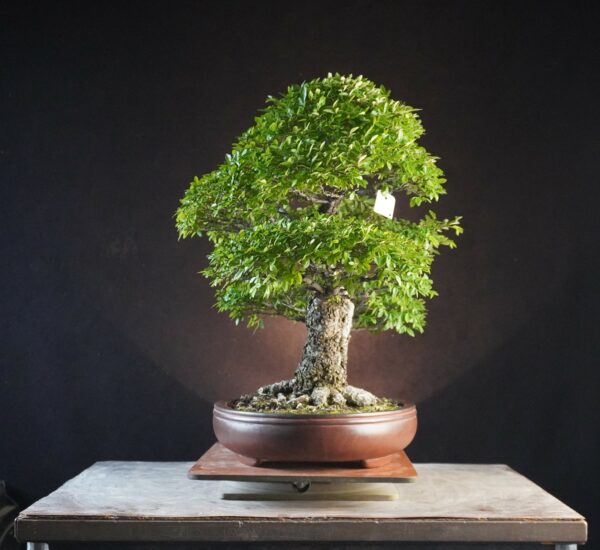 Ulmus parvifolia | 45 cm | Japan |  Twin-Trunk Harmony with Refined Ramification and Mature Bark - Afbeelding 4
