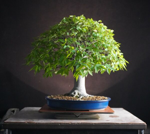 Zelkova serrata | 48 cm | Japan | Hokidachi with Majestic Base and Exquisite Ramification