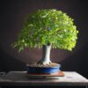 Zelkova serrata | 48 cm | Japan | Hokidachi with Majestic Base and Exquisite Ramification - Afbeelding 2