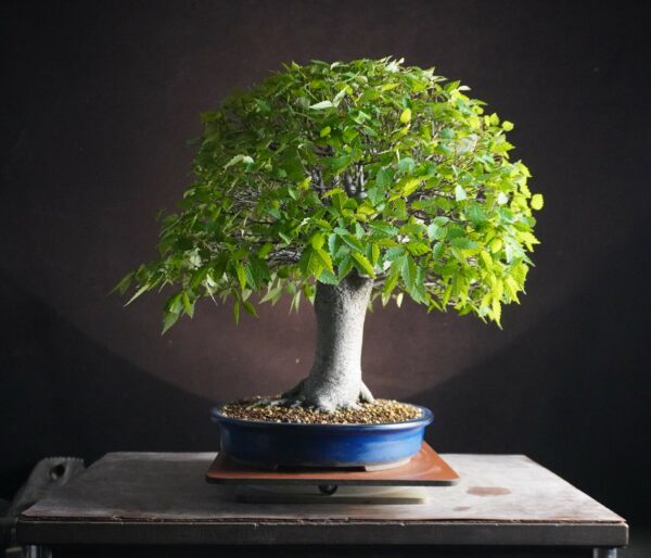 Zelkova serrata | 48 cm | Japan | Hokidachi with Majestic Base and Exquisite Ramification - Afbeelding 2