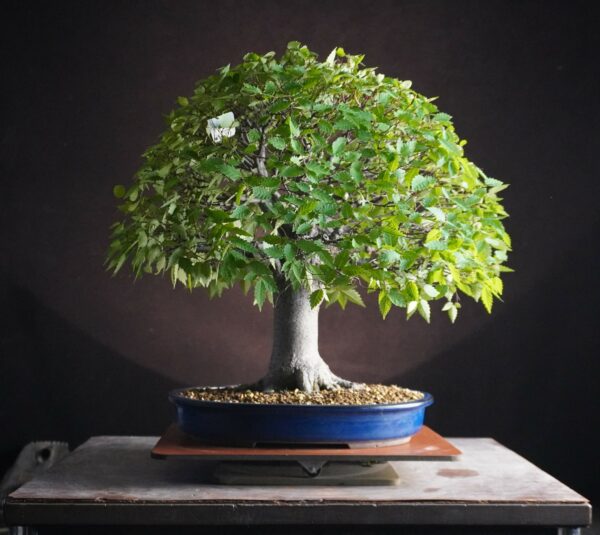 Zelkova serrata | 48 cm | Japan | Hokidachi with Majestic Base and Exquisite Ramification - Afbeelding 3