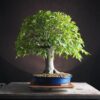 Zelkova serrata | 48 cm | Japan | Hokidachi with Majestic Base and Exquisite Ramification - Afbeelding 4
