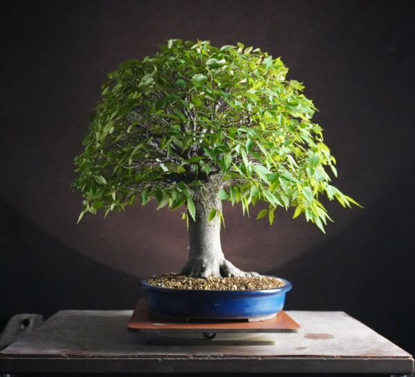 Zelkova serrata | 48 cm | Japan | Hokidachi with Majestic Base and Exquisite Ramification - Afbeelding 4