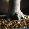 Zelkova serrata | 48 cm | Japan | Hokidachi with Majestic Base and Exquisite Ramification - Afbeelding 5