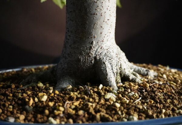 Zelkova serrata | 48 cm | Japan | Hokidachi with Majestic Base and Exquisite Ramification - Afbeelding 5