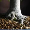 Zelkova serrata | 48 cm | Japan | Hokidachi with Majestic Base and Exquisite Ramification - Afbeelding 6