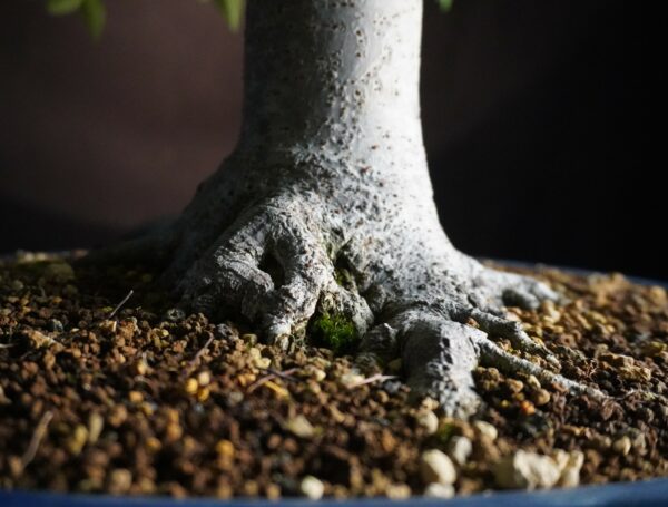 Zelkova serrata | 48 cm | Japan | Hokidachi with Majestic Base and Exquisite Ramification - Afbeelding 6