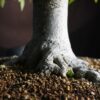 Zelkova serrata | 48 cm | Japan | Hokidachi with Majestic Base and Exquisite Ramification - Afbeelding 7