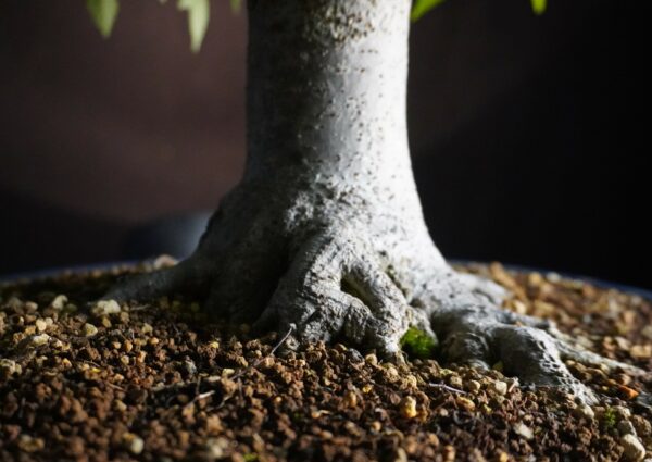 Zelkova serrata | 48 cm | Japan | Hokidachi with Majestic Base and Exquisite Ramification - Afbeelding 7