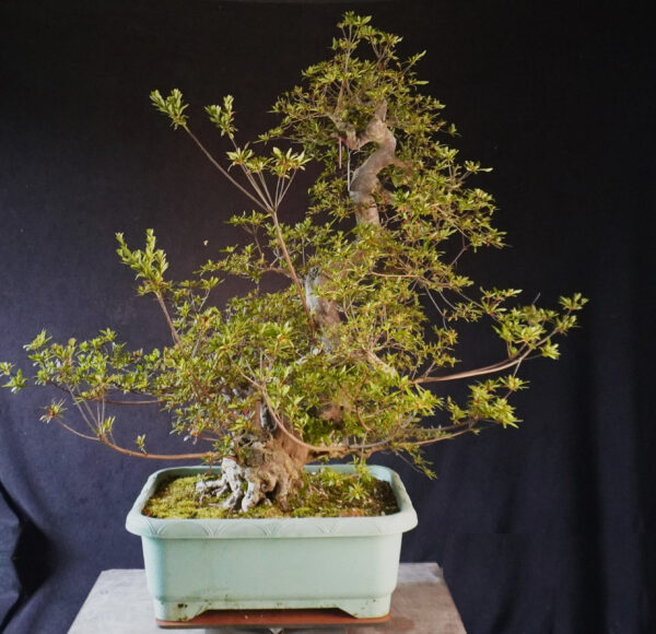 Satsuki Azalea ‘Aosora’ | 87 cm | Japan | Raw material
