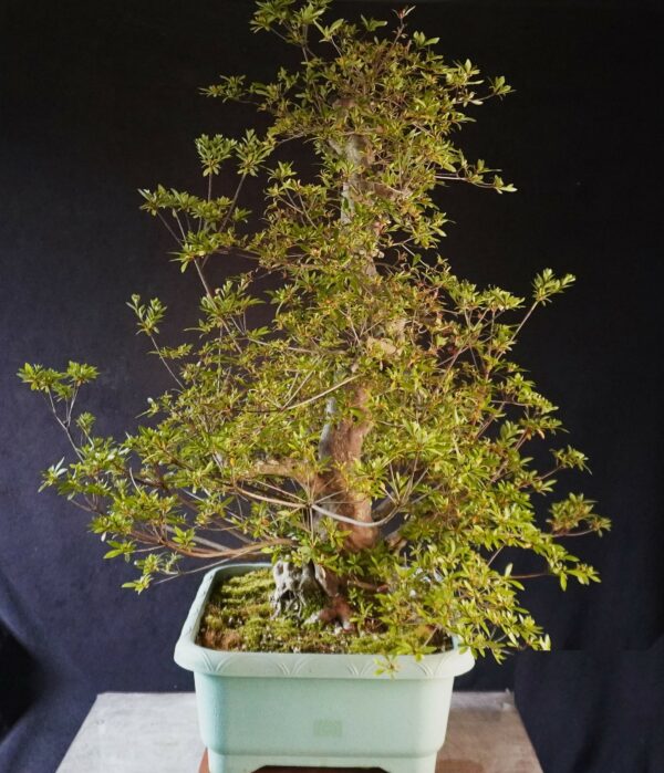 Satsuki Azalea ‘Aosora’ | 87 cm | Japan | Raw material - Afbeelding 3