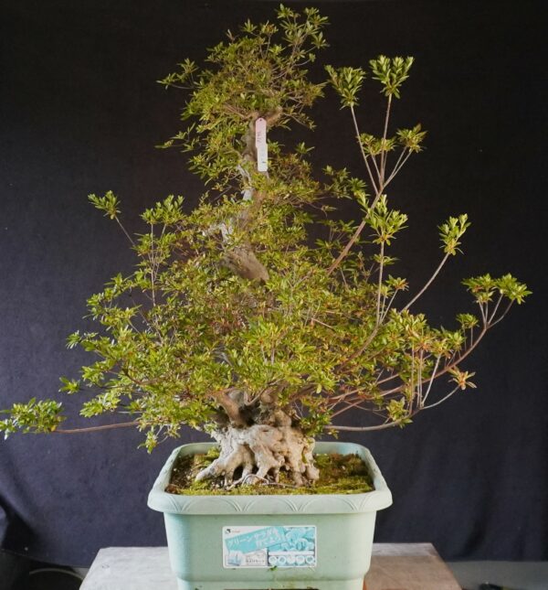 Satsuki Azalea ‘Aosora’ | 87 cm | Japan | Raw material - Afbeelding 5