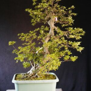 Satsuki Azalea ‘ Ai NoTsuki’ | 90 cm | Japan | Raw material