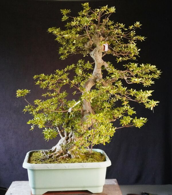 Satsuki Azalea ‘ Ai NoTsuki’ | 90 cm | Japan | Raw material