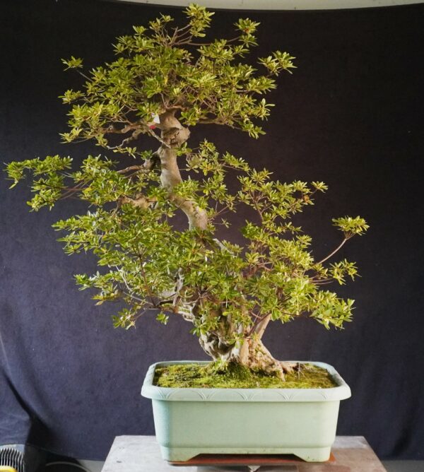 Satsuki Azalea ‘ Ai NoTsuki’ | 90 cm | Japan | Raw material - Afbeelding 3