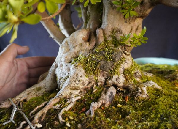 Satsuki Azalea ‘ Ai NoTsuki’ | 90 cm | Japan | Raw material - Afbeelding 5