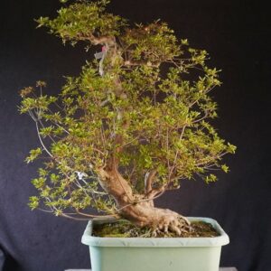 Satsuki Azalea ‘Aosora’ | 85 cm | Japan | Raw material