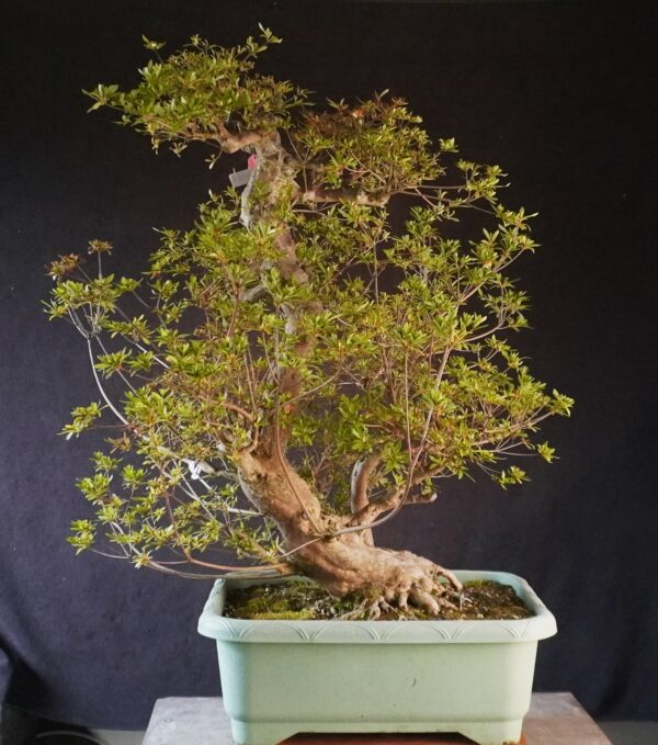 Satsuki Azalea ‘Aosora’ | 85 cm | Japan | Raw material