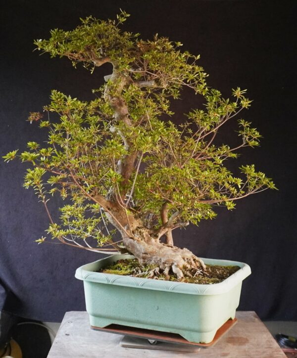 Satsuki Azalea ‘Aosora’ | 85 cm | Japan | Raw material - Afbeelding 2