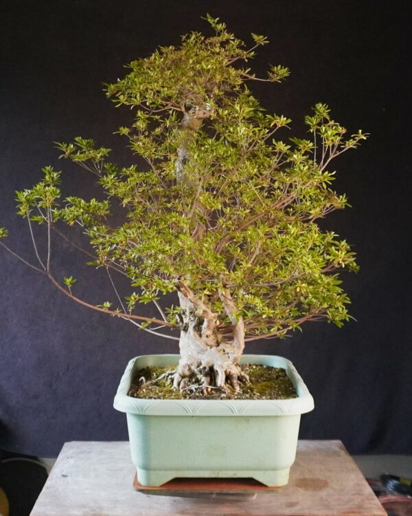 Satsuki Azalea ‘Aosora’ | 85 cm | Japan | Raw material - Afbeelding 3