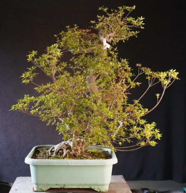 Satsuki Azalea ‘Aosora’ | 85 cm | Japan | Raw material - Afbeelding 4