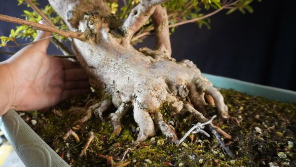 Satsuki Azalea ‘Aosora’ | 85 cm | Japan | Raw material - Afbeelding 6