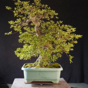 Satsuki Azalea ‘AI No Tsuki’ | 80 cm | Japan | Raw material