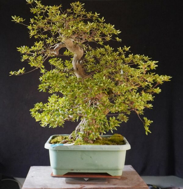 Satsuki Azalea ‘AI No Tsuki’ | 80 cm | Japan | Raw material