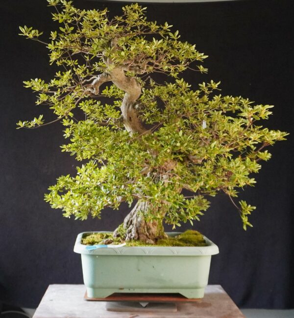 Satsuki Azalea ‘AI No Tsuki’ | 80 cm | Japan | Raw material - Afbeelding 3