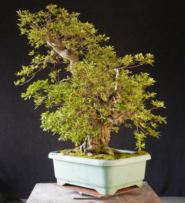 Satsuki Azalea ‘AI No Tsuki’ | 80 cm | Japan | Raw material - Afbeelding 5