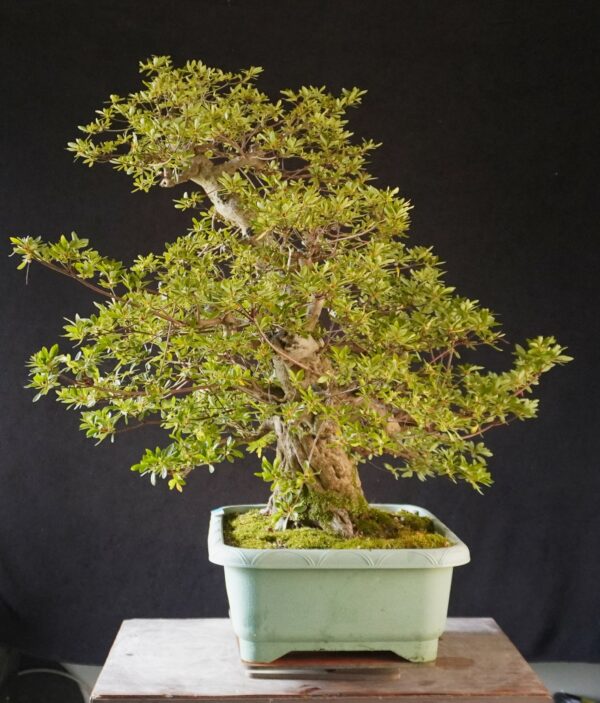 Satsuki Azalea ‘AI No Tsuki’ | 80 cm | Japan | Raw material - Afbeelding 6