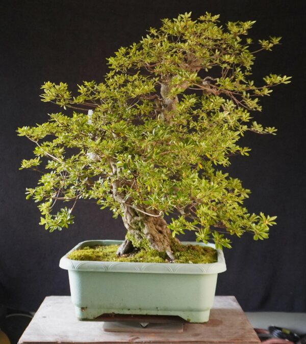 Satsuki Azalea ‘AI No Tsuki’ | 80 cm | Japan | Raw material - Afbeelding 7