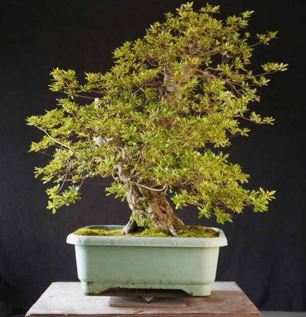 Satsuki Azalea ‘AI No Tsuki’ | 80 cm | Japan | Raw material - Afbeelding 8