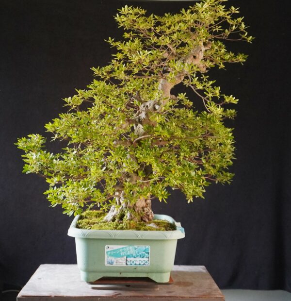Satsuki Azalea ‘AI No Tsuki’ | 80 cm | Japan | Raw material - Afbeelding 9