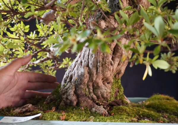 Satsuki Azalea ‘AI No Tsuki’ | 80 cm | Japan | Raw material - Afbeelding 11