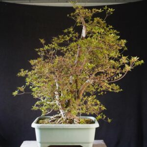 Satsuki Azalea ‘Aosora’ | 96 cm | Japan | Raw material