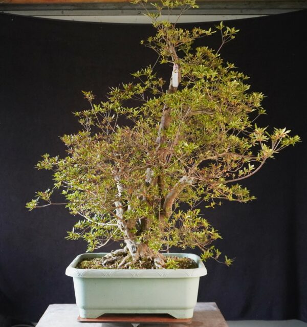 Satsuki Azalea ‘Aosora’ | 96 cm | Japan | Raw material