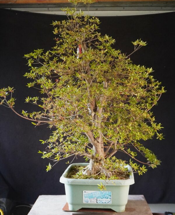 Satsuki Azalea ‘Aosora’ | 96 cm | Japan | Raw material - Afbeelding 2