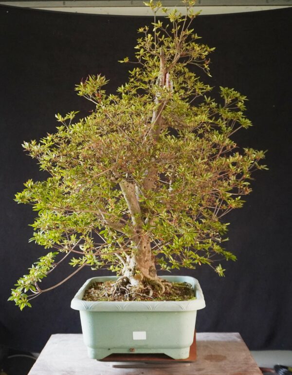 Satsuki Azalea ‘Aosora’ | 96 cm | Japan | Raw material - Afbeelding 4