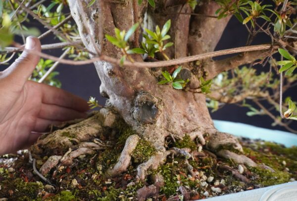 Satsuki Azalea ‘Aosora’ | 96 cm | Japan | Raw material - Afbeelding 5