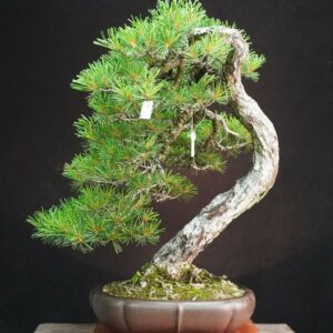 Japanese White Pine | 67 cm | Japan | Refined Simplicity with Cascading Elegance