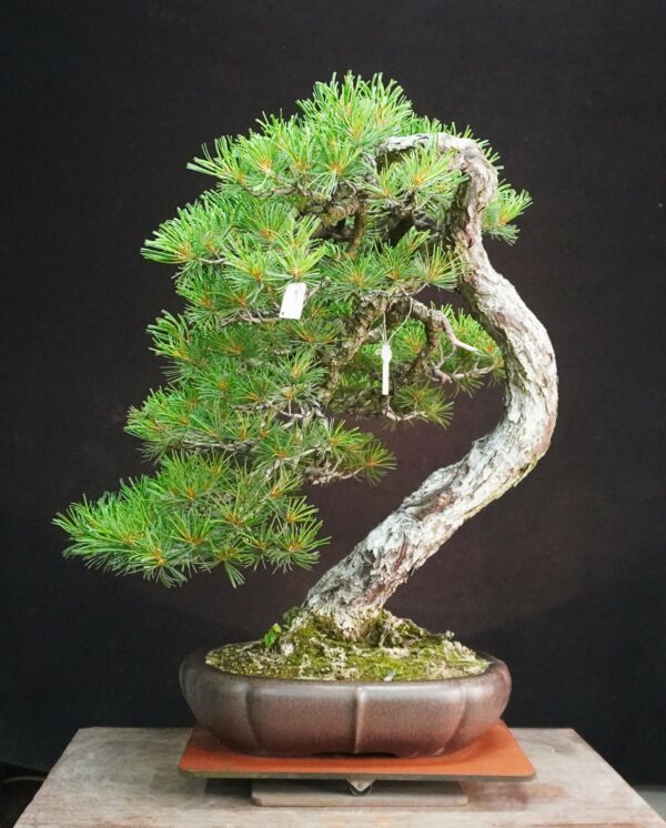 Japanese White Pine | 67 cm | Japan | Refined Simplicity with Cascading Elegance