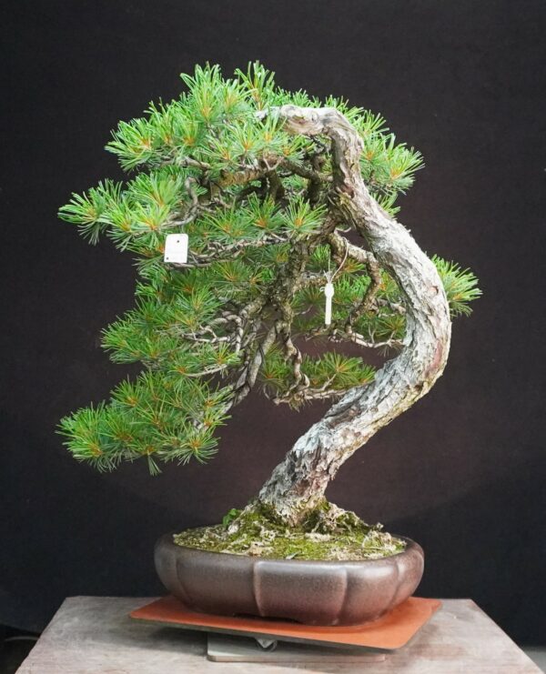 Japanese White Pine | 67 cm | Japan | Refined Simplicity with Cascading Elegance - Afbeelding 2