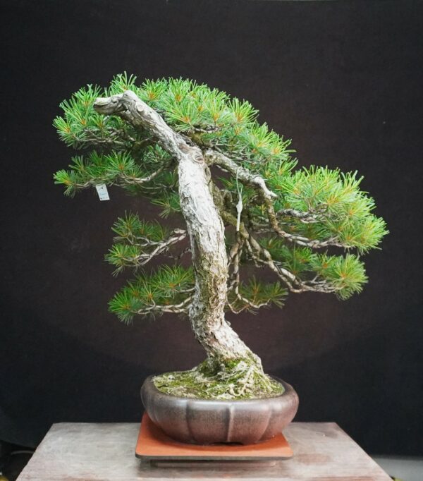 Japanese White Pine | 67 cm | Japan | Refined Simplicity with Cascading Elegance - Afbeelding 3