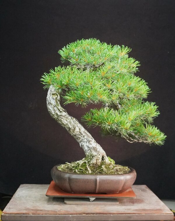 Japanese White Pine | 67 cm | Japan | Refined Simplicity with Cascading Elegance - Afbeelding 4